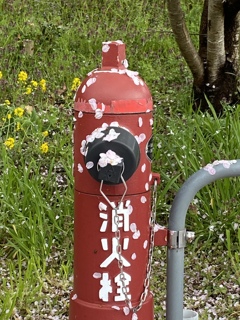 花は散っても