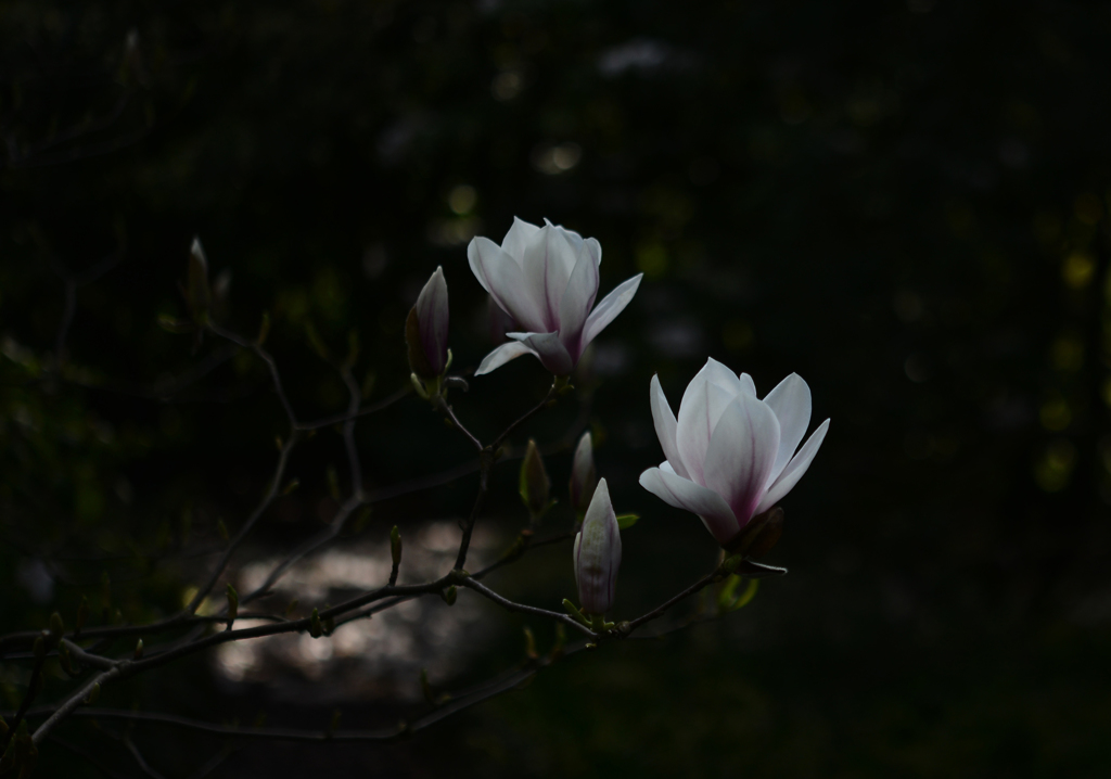 木蓮　３