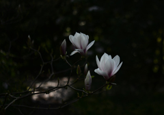 木蓮　３
