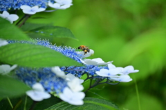 紫陽花とクマバチ