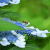紫陽花とクマバチ