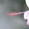 続 ピンクの誘惑