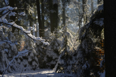 雪