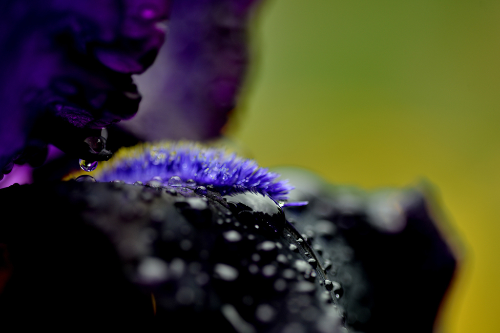 ブラックアイリス