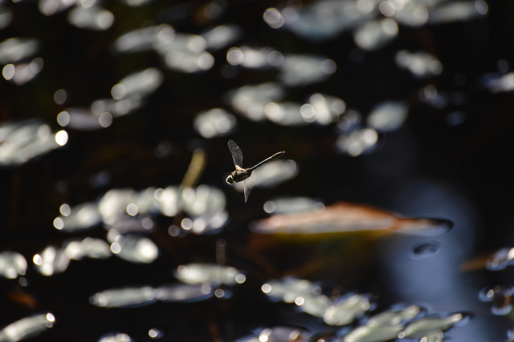 光の中を飛べ〜！