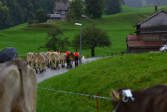 牛のコンテスト３