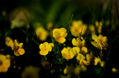 春のサイン　２