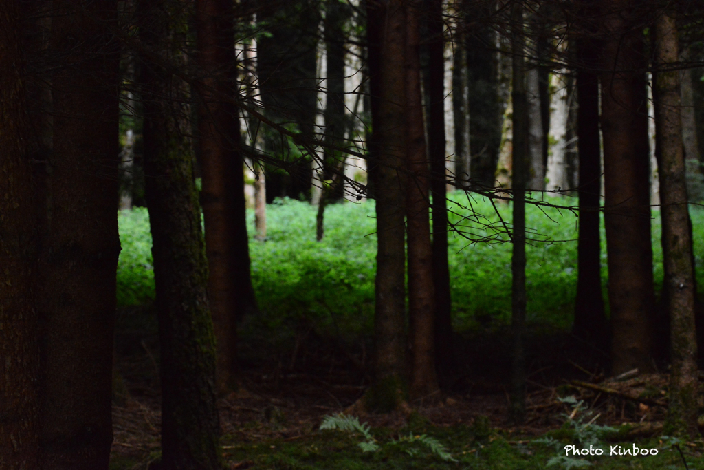 森のなかで　２