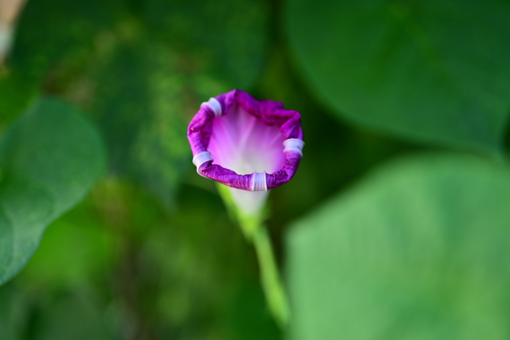 蕾