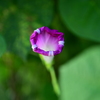 蕾