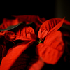 紅