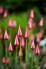 チューリップ？