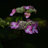 紫陽花