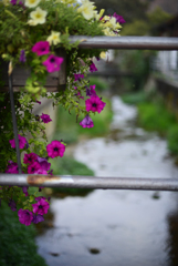 そこらじゅうに花が