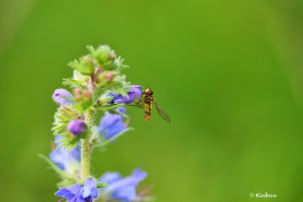 カラフルな楽しみ