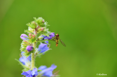 カラフルな楽しみ