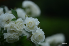 薔薇