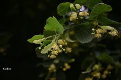 菩提樹の花