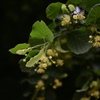 菩提樹の花