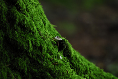 Green1