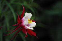 素敵なアッカライ