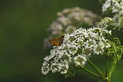 あのつぼみが開くと　３