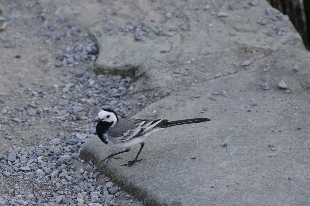 タイリクハクセキレイ２
