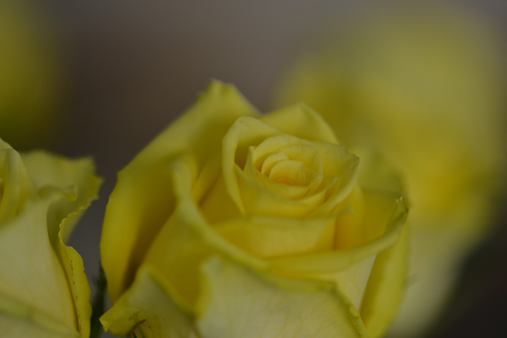 幸せの黄色いバラ　２