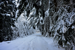 雪の散歩３