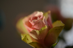 Rose2