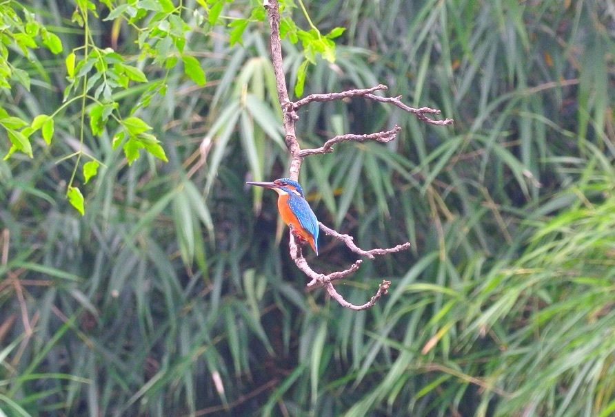 幸せの青い鳥