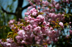昨日と同じ八重桜を...