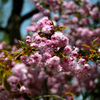 昨日と同じ八重桜を...