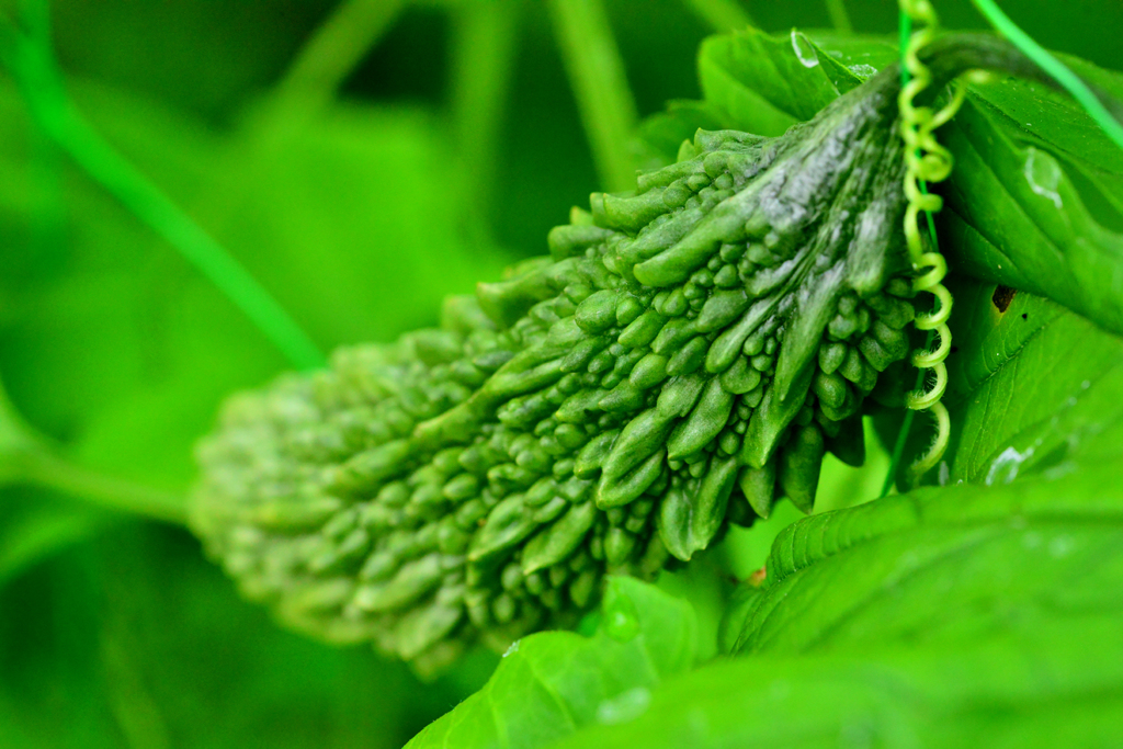 ご近所のお庭で１