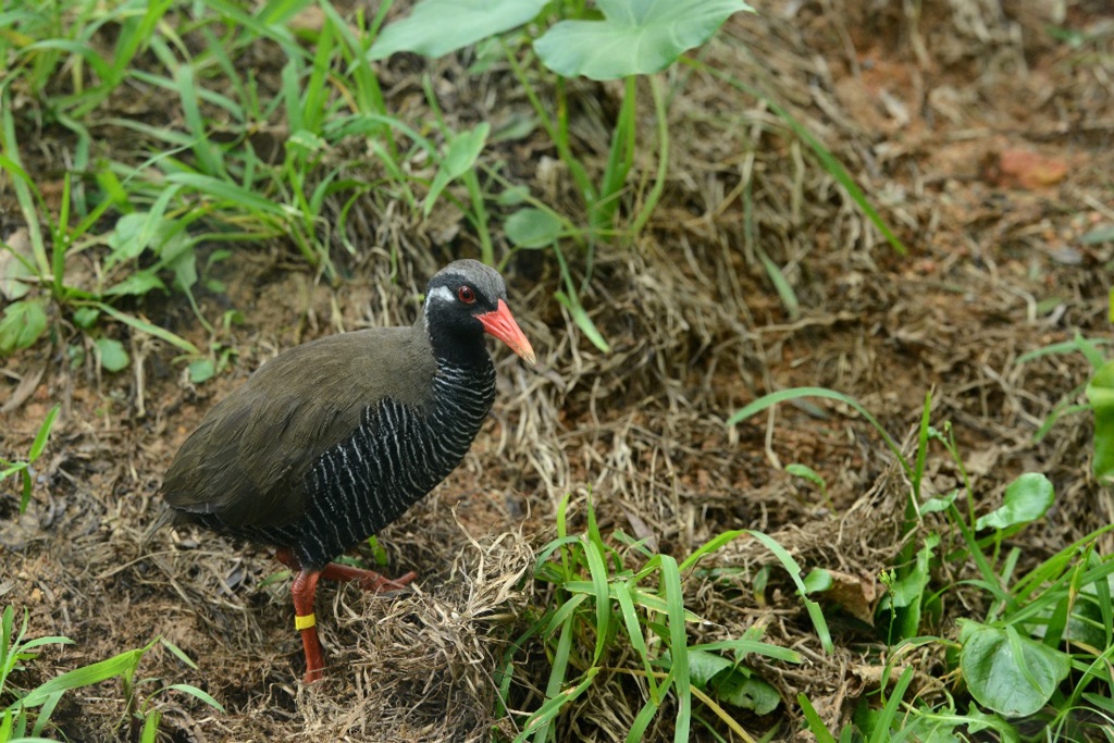 ヤンバルクイナ