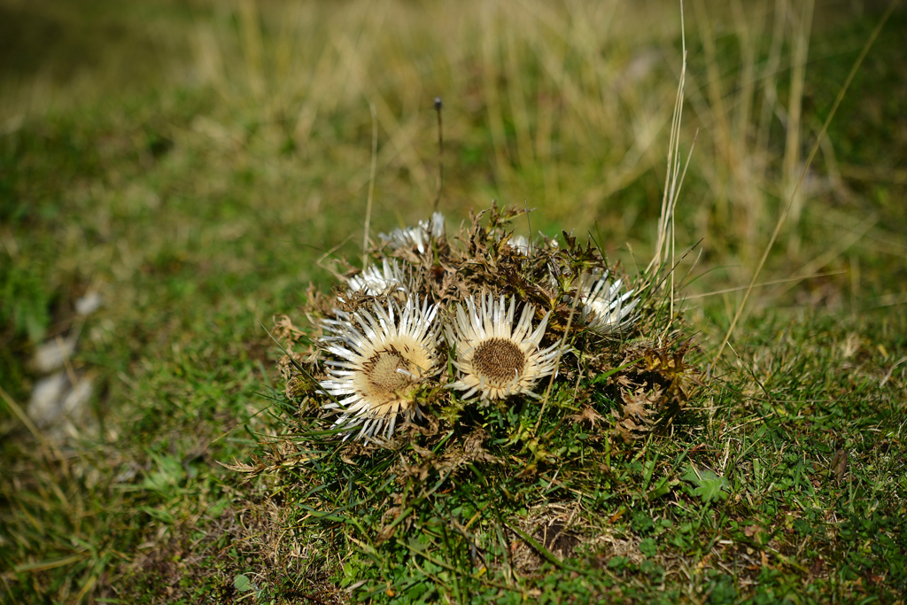 Silberdistel 1