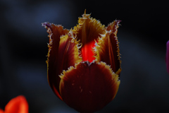 燃えるチューリップ