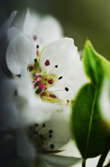 梨の花