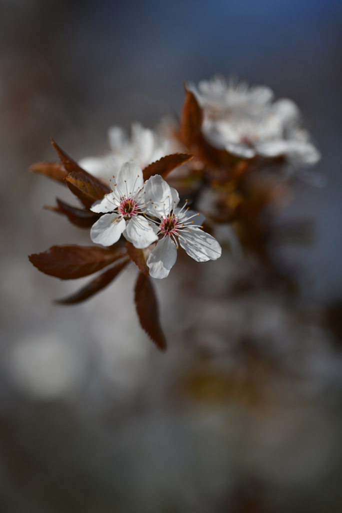 小さな花