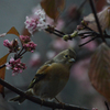 裏庭で１
