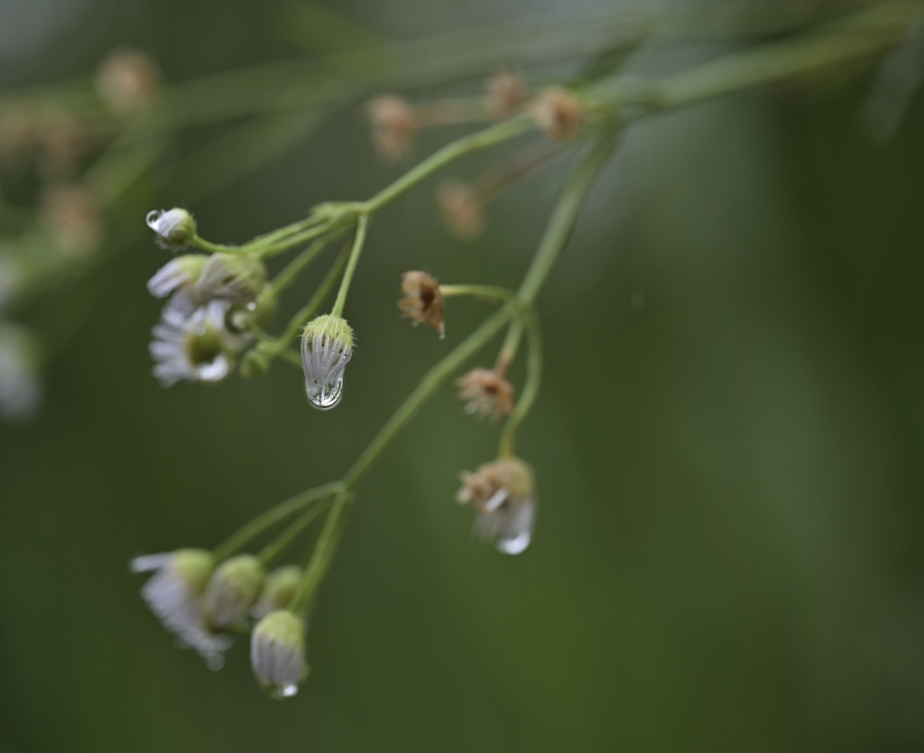 雨