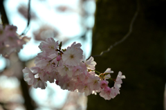 スイスの桜１