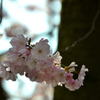 スイスの桜１