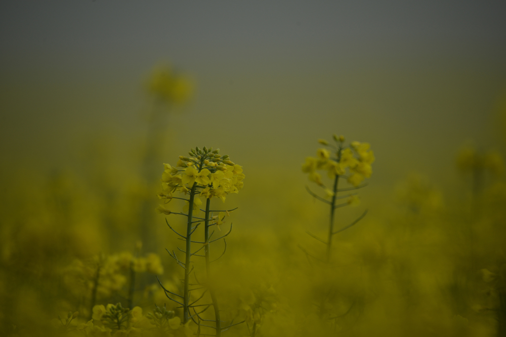 霧の朝の菜の花
