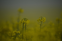 霧の朝の菜の花