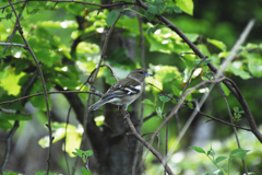 Buchfink ズアオアトリ