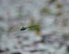 Blau-Grüne Mosaikjungfe