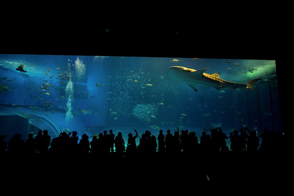 美ら海水族館