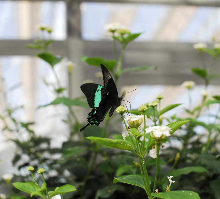 ガーデンセンターで