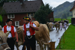 牛のコンテスト１